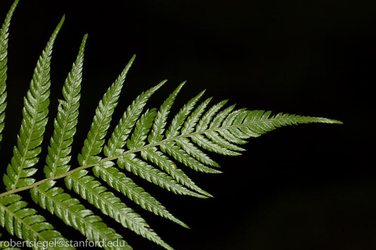 tree fern